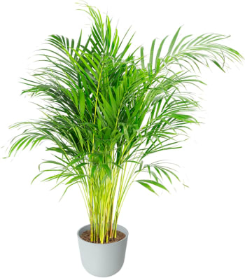 Plante d'intérieur - Palmier areca de 120cm en pot blanc gris