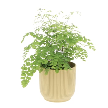 Felce Capelvenere Adiantum Raddianum Fragrans H 35/40 cm Vaso Ø 14