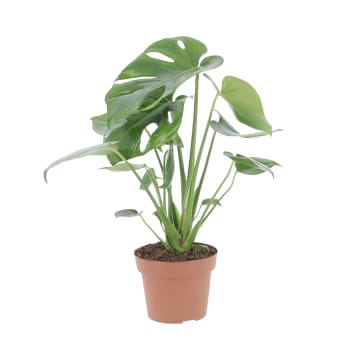 HOMCOM Pianta Artificiale Monstera Alta 180cm per Interno ed Esterno con  Vaso Incluso