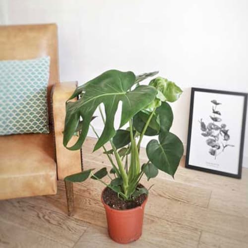 Jardin Plantes d'intérieur et fleurs d'intérieur | Monstera plante d'intérieur avec cache-pot - AN51602