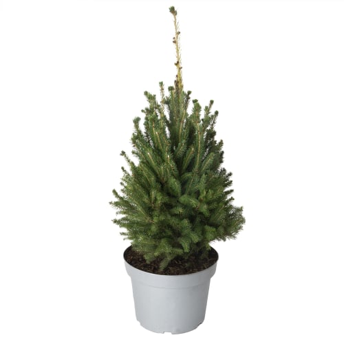 Árbol de Navidad natural en maceta H110cm - PICEA PUNGENS | Maisons du Monde