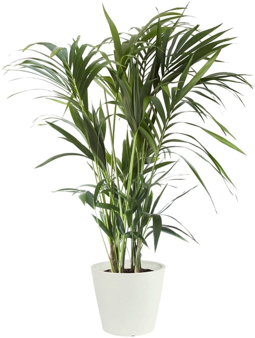 Plante d'intérieur - Palmier Kentia de 120cm en pot blanc gris