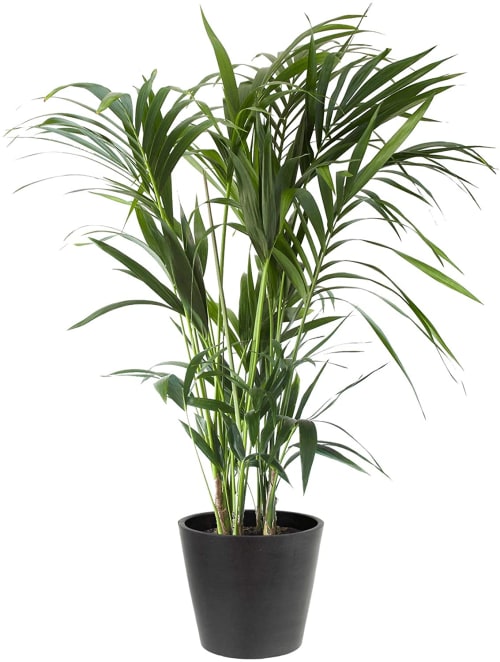 Plante d'intérieur - Palmier Kentia de 120cm en pot noir