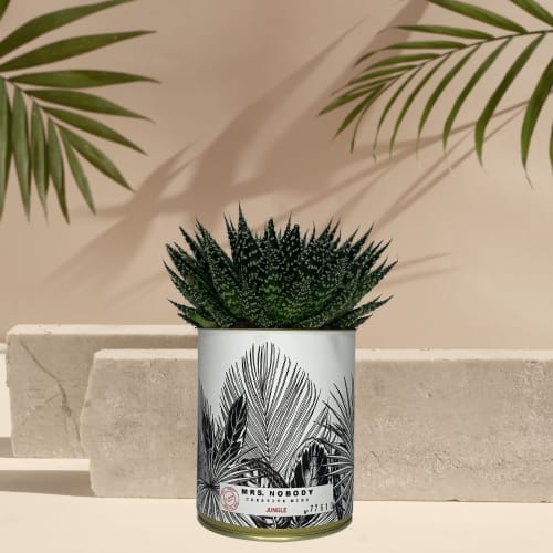 Jardin Plantes d'intérieur et fleurs d'intérieur | Cactus ou Succulente - NK54035