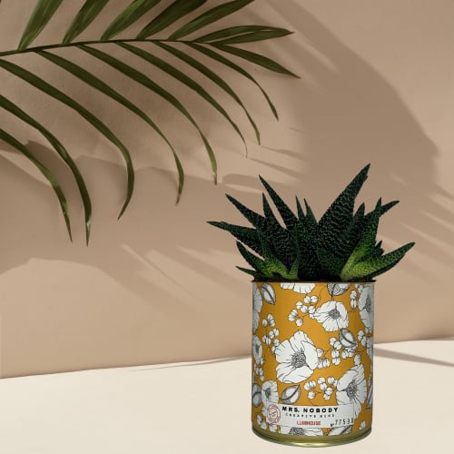 Jardin Plantes d'intérieur et fleurs d'intérieur | Cactus ou Succulente - KV91358