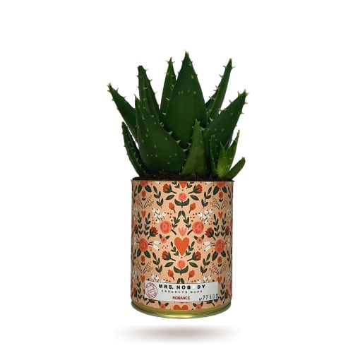 Jardin Plantes d'intérieur et fleurs d'intérieur | Cactus ou Succulente - SS12347