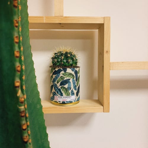 Jardin Plantes d'intérieur et fleurs d'intérieur | Cactus ou Succulente - TK86604
