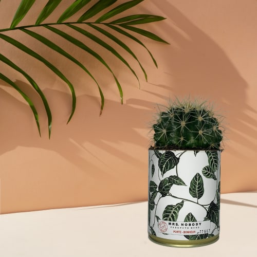 Jardin Plantes d'intérieur et fleurs d'intérieur | Cactus ou Succulente - KG18150