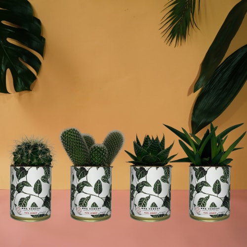 Jardin Plantes d'intérieur et fleurs d'intérieur | Cactus ou Succulente - KG18150