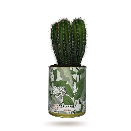 Jardin Plantes d'intérieur et fleurs d'intérieur | Cactus ou Succulente - CB40315