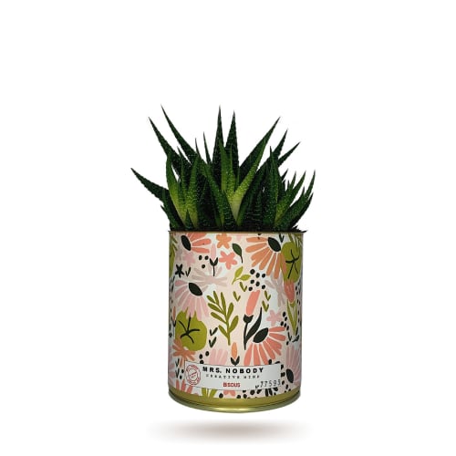 Jardin Plantes d'intérieur et fleurs d'intérieur | Cactus ou Succulente - OS94355