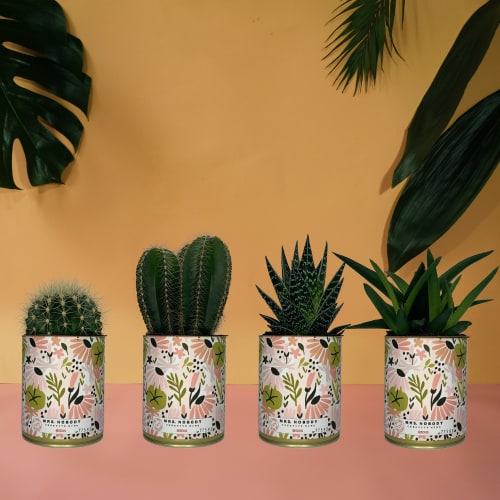 Jardin Plantes d'intérieur et fleurs d'intérieur | Cactus ou Succulente - OS94355