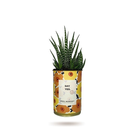 Jardin Plantes d'intérieur et fleurs d'intérieur | Cactus ou Succulente - HH52670