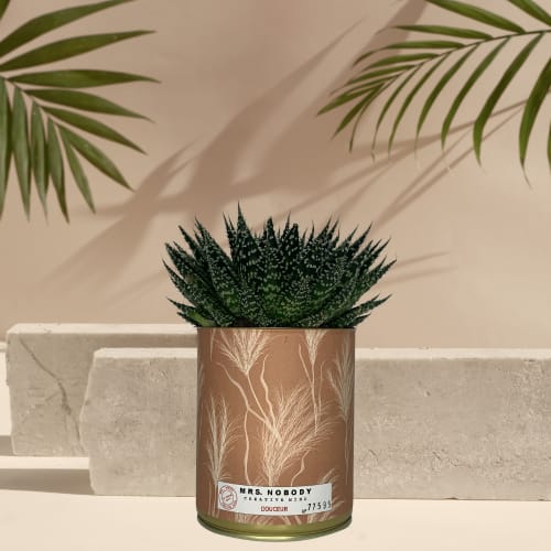 Jardin Plantes d'intérieur et fleurs d'intérieur | Cactus ou Succulente - BC66663