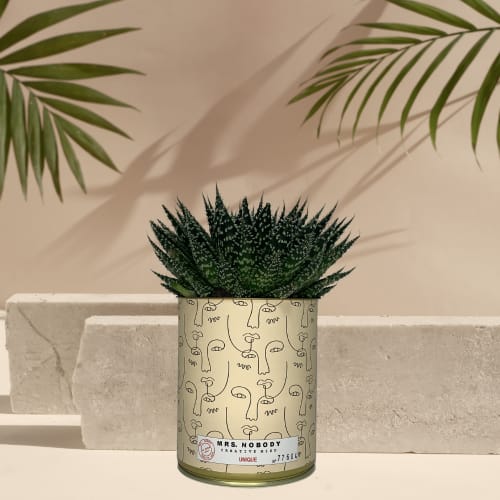 Jardin Plantes d'intérieur et fleurs d'intérieur | Cactus ou Succulente - AU55109