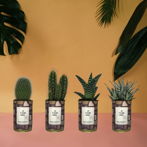 Jardin Plantes d'intérieur et fleurs d'intérieur | Cactus ou Succulente - MY17212