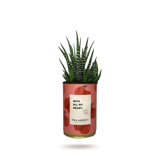 Jardin Plantes d'intérieur et fleurs d'intérieur | Cactus ou Succulente - FC23807