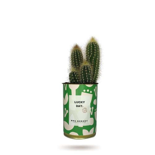 Jardin Plantes d'intérieur et fleurs d'intérieur | Cactus ou Succulente - RA53090