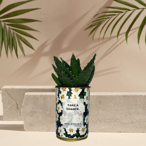 Jardin Plantes d'intérieur et fleurs d'intérieur | Cactus ou Succulente - AL31450