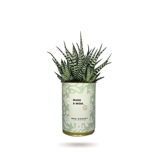 Jardin Plantes d'intérieur et fleurs d'intérieur | Cactus ou Succulente - RV50823