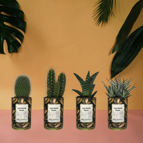 Jardin Plantes d'intérieur et fleurs d'intérieur | Cactus ou Succulente - SQ34872