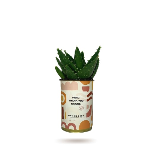 Jardin Plantes d'intérieur et fleurs d'intérieur | Cactus ou Succulente - SX40804