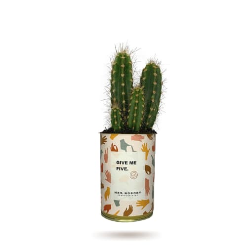 Jardin Plantes d'intérieur et fleurs d'intérieur | Cactus ou Succulente - JG90176