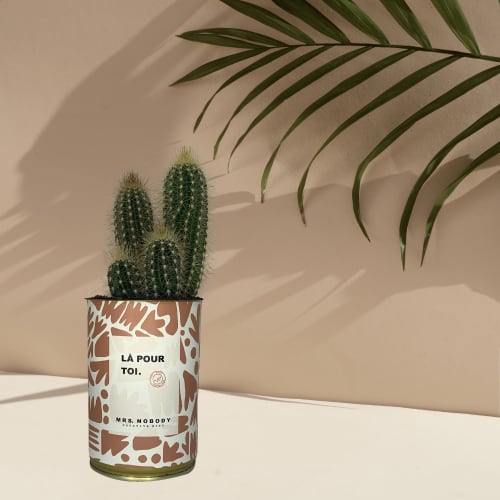 Jardin Plantes d'intérieur et fleurs d'intérieur | Cactus ou Succulente - AN56190