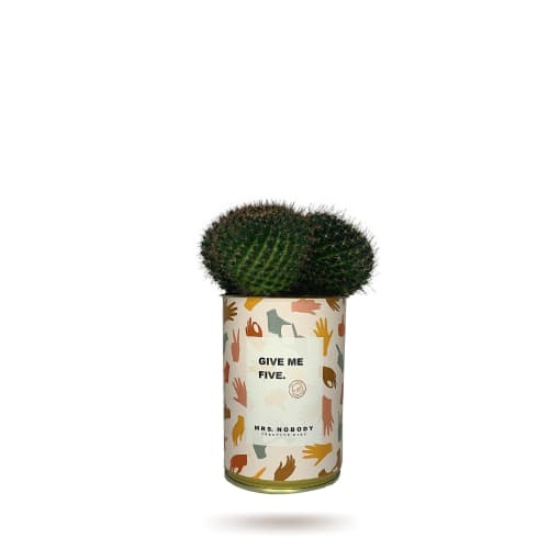 Jardin Plantes d'intérieur et fleurs d'intérieur | Cactus ou Succulente - JT04536