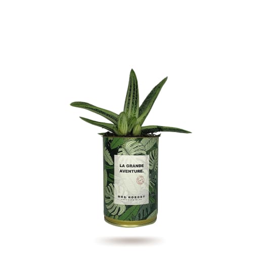 Jardin Plantes d'intérieur et fleurs d'intérieur | Cactus ou Succulente - YJ64233