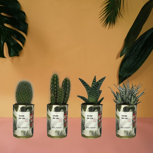 Jardin Plantes d'intérieur et fleurs d'intérieur | Cactus ou Succulente - SX81704