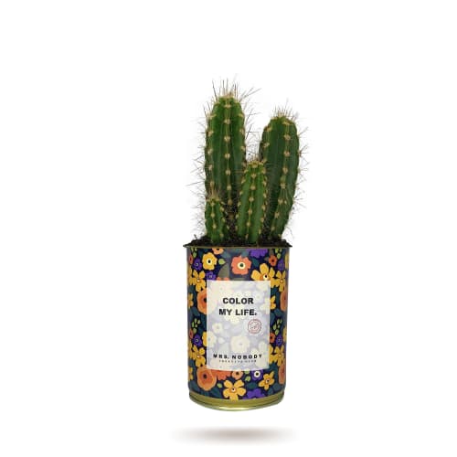 Jardin Plantes d'intérieur et fleurs d'intérieur | Cactus ou Succulente - IO34505