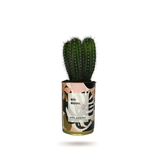 Jardin Plantes d'intérieur et fleurs d'intérieur | Cactus ou Succulente - QE65496