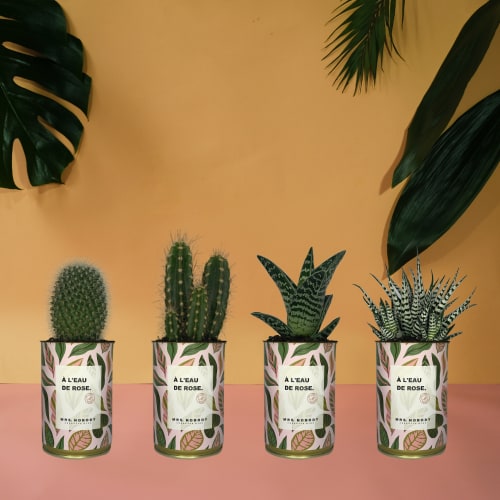 Jardin Plantes d'intérieur et fleurs d'intérieur | Cactus ou Succulente - RS45957