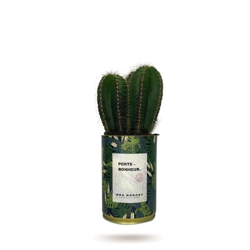 Jardin Plantes d'intérieur et fleurs d'intérieur | Cactus ou Succulente - QP10215