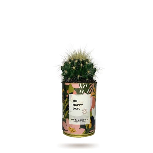 Jardin Plantes d'intérieur et fleurs d'intérieur | Cactus ou Succulente - DE90108