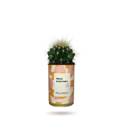 Jardin Plantes d'intérieur et fleurs d'intérieur | Cactus ou Succulente - KK01610