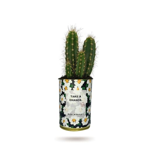 Jardin Plantes d'intérieur et fleurs d'intérieur | Cactus ou Succulente - DN23259