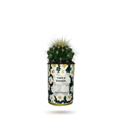 Jardin Plantes d'intérieur et fleurs d'intérieur | Cactus ou Succulente - DW58157