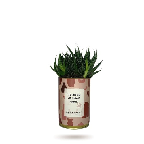 Jardin Plantes d'intérieur et fleurs d'intérieur | Cactus ou Succulente - SS74726