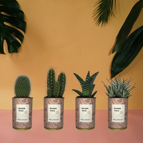 Jardin Plantes d'intérieur et fleurs d'intérieur | Cactus ou Succulente - LD78196