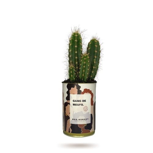 Jardin Plantes d'intérieur et fleurs d'intérieur | Cactus ou Succulente - SV35966