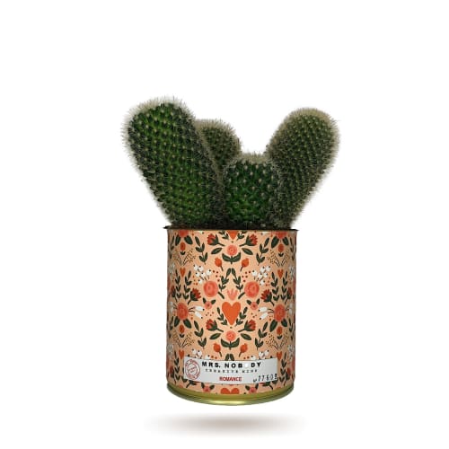 Jardin Plantes d'intérieur et fleurs d'intérieur | Cactus ou Succulente - CX26811
