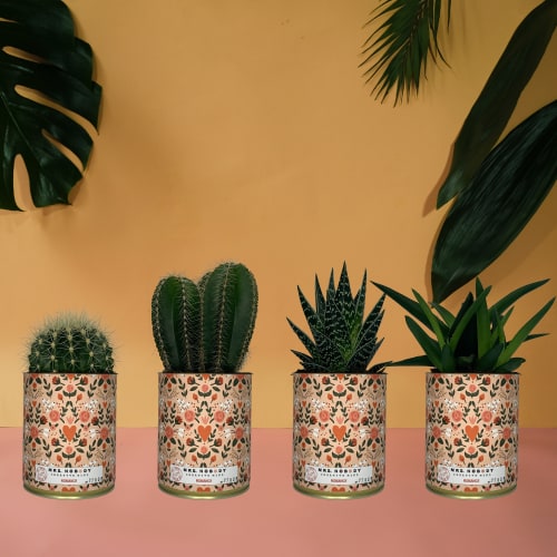 Jardin Plantes d'intérieur et fleurs d'intérieur | Cactus ou Succulente - QK00734