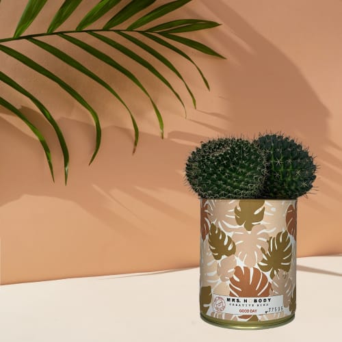Jardin Plantes d'intérieur et fleurs d'intérieur | Cactus ou Succulente - ZF34522