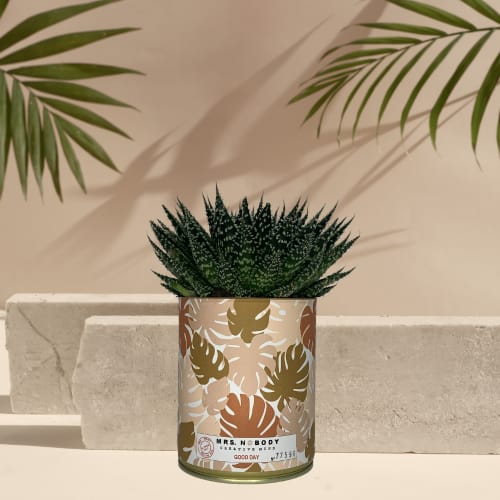 Jardin Plantes d'intérieur et fleurs d'intérieur | Cactus ou Succulente - OQ84180
