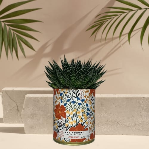 Jardin Plantes d'intérieur et fleurs d'intérieur | Cactus ou Succulente - YQ23596