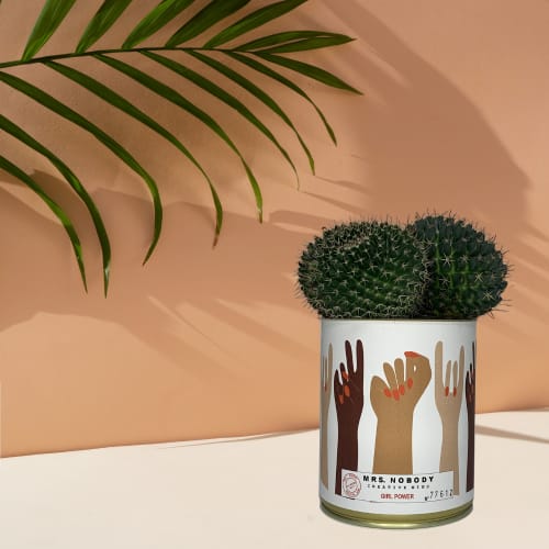 Jardin Plantes d'intérieur et fleurs d'intérieur | Cactus ou Succulente - IH15682