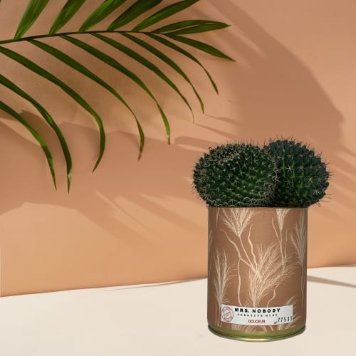Jardin Plantes d'intérieur et fleurs d'intérieur | Cactus ou Succulente - RI18855