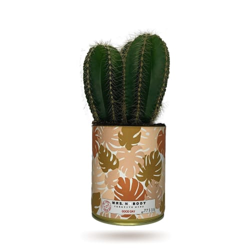 Jardin Plantes d'intérieur et fleurs d'intérieur | Cactus ou Succulente - SQ60698